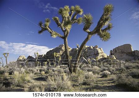 Stock Photo - Joshua Tree National Park California USA. Fotosearch