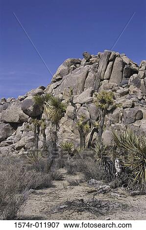 Stock Photo - Joshua Tree National Park California USA. Fotosearch