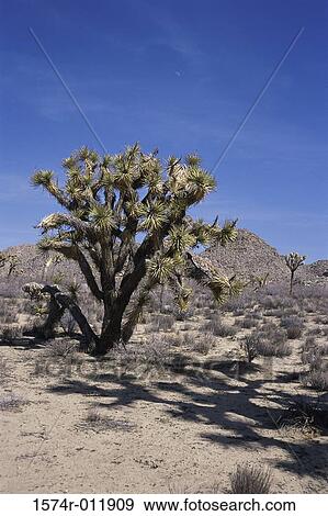 Joshua Tree National Park California USA View Large Photo Image Stock Photo - Joshua Tree National Park California USA. Fotosearch