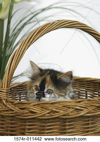 Kitten peeping out of a wicker basket View Large Photo Image Stock Image - Kitten peeping out of a wicker basket. Fotosearch