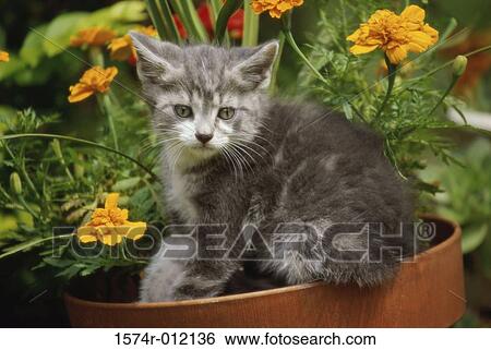 Kitten sitting on a flower pot View Large Photo Image Stock Photograph - Kitten sitting on a flower pot. Fotosearch