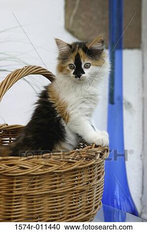 Stock Image - Kitten standing in a wicker basket. Fotosearch