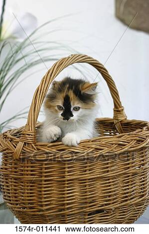 Kitten standing in a wicker basket View Large Photo Image Stock Image - Kitten standing in a wicker basket. Fotosearch