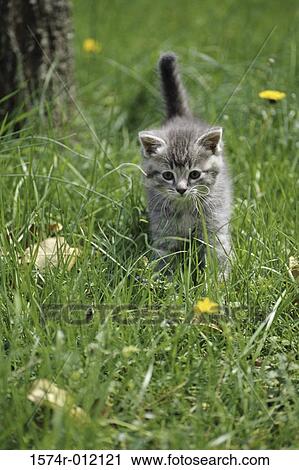 Kitten walking on grass View Large Photo Image Stock Image - Kitten walking on grass. Fotosearch
