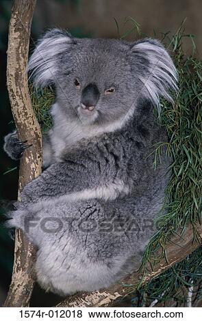 Koala Rio Grande Zoo New Mexico USA View Large Photo Image Stock Photo - Koala Rio Grande Zoo New Mexico USA. Fotosearch