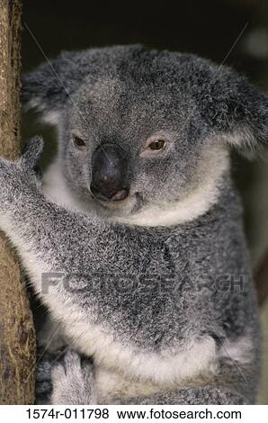 Koala View Large Photo Image Stock Photo - Koala. Fotosearch