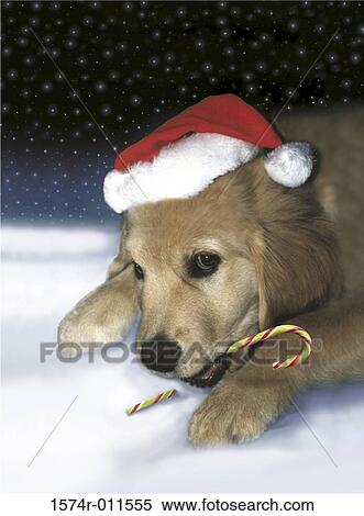 Labrador Retriever holding a candy cane in its mouth View Large Photo Image Stock Photography - Labrador Retriever holding a candy cane in its mouth. Fotosearch