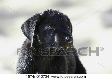 Picture - Labrador Retriever. Fotosearch