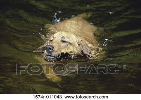 Labrador Retriever View Large Photo Image Stock Image - Labrador Retriever. Fotosearch