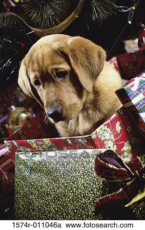 Stock Image - Labrador Retriever. Fotosearch