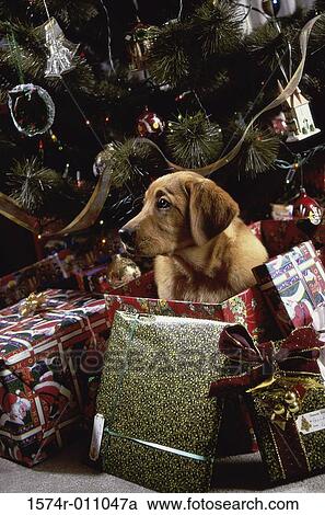 Stock Image - Labrador Retriever. Fotosearch