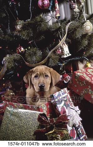 Stock Image - Labrador Retriever. Fotosearch