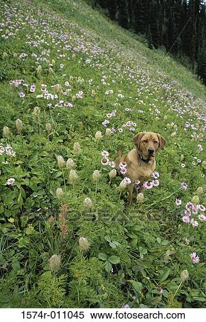 Labrador Retriever View Large Photo Image Stock Photography - Labrador Retriever. Fotosearch