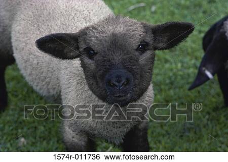 Lamb View Large Photo Image Stock Photograph - Lamb. Fotosearch