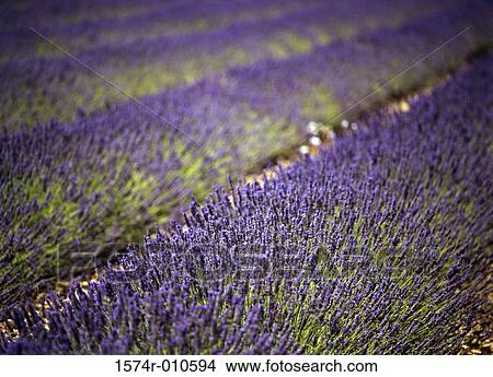 Lavenders Sault France View Large Photo Image Picture - Lavenders Sault France. Fotosearch