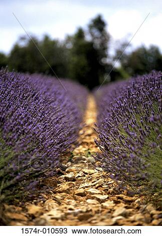 Lavenders Sault France View Large Photo Image Stock Image - Lavenders Sault France. Fotosearch