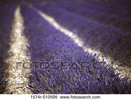 Lavenders Sault France View Large Photo Image Stock Photography - Lavenders Sault France. Fotosearch