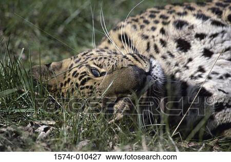 Leopard View Large Photo Image Stock Photo - Leopard. Fotosearch