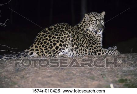 Leopard View Large Photo Image Stock Photograph - Leopard. Fotosearch