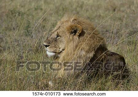 Lion Masai Mara National Park Kenya View Large Photo Image Stock Image - Lion Masai Mara National Park Kenya. Fotosearch