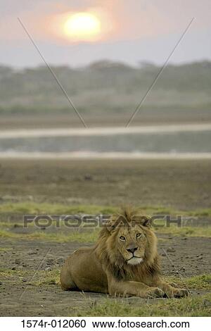 Lion View Large Photo Image Stock Image - Lion. Fotosearch