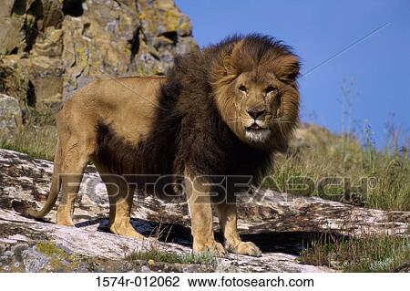 Lion View Large Photo Image Stock Image - Lion. Fotosearch