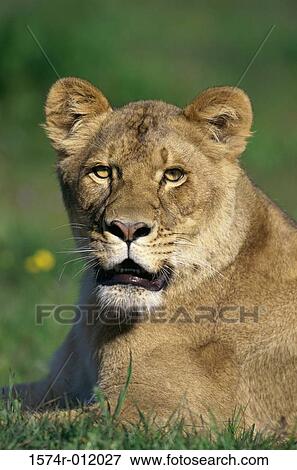 Lion View Large Photo Image Stock Photo - Lion. Fotosearch