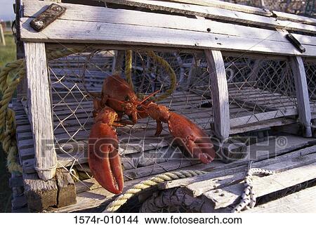 Lobster in a lobster trap View Large Photo Image Picture - Lobster in a lobster trap. Fotosearch