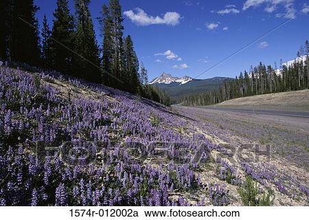 Lupine Oregon USA View Large Photo Image Stock Image - Lupine Oregon USA. Fotosearch