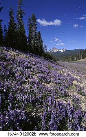 Stock Image - Lupine Oregon USA. Fotosearch