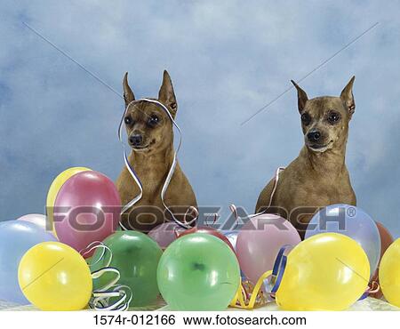 Stock Photograph - Miniature Pinchers. Fotosearch