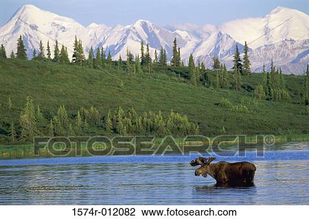 Moose Wonder Lake Denali National Park Alaska USA View Large Photo Image Stock Image - Moose Wonder Lake Denali National Park Alaska USA. Fotosearch