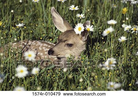 Mule Deer Fawn View Large Photo Image Stock Photo - Mule Deer Fawn. Fotosearch