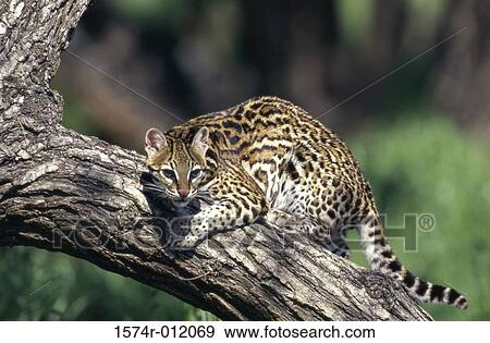 Stock Photo - Ocelot. Fotosearch
