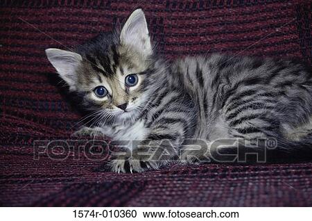 Stock Image - one, fur, Domestic animals, kitten, animals, pets, cat. Fotosearch