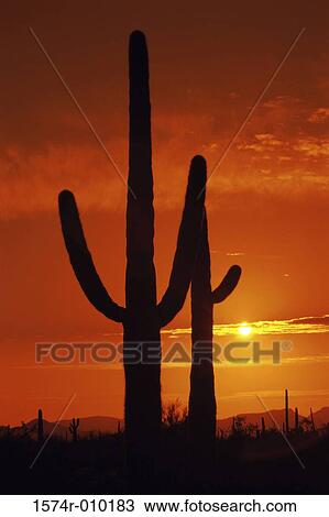 Organ Pipe Cactus National Monument Arizona USA View Large Photo Image Stock Image - Organ Pipe Cactus National Monument Arizona USA. Fotosearch