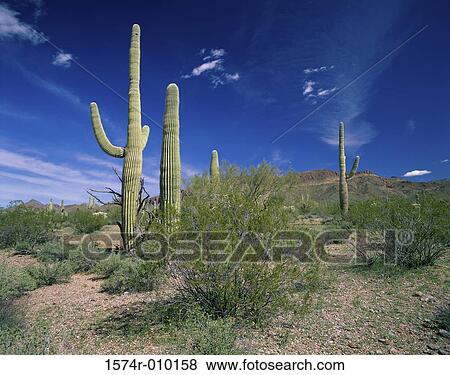 Organ Pipe Cactus National Monument Arizona USA View Large Photo Image Stock Photo - Organ Pipe Cactus National Monument Arizona USA. Fotosearch