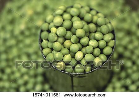Peas View Large Photo Image Stock Image - Peas. Fotosearch
