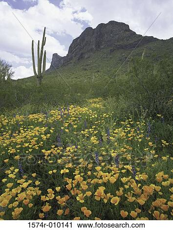 Picacho Peak State Park Arizona USA View Large Photo Image Stock Image - Picacho Peak State Park Arizona USA. Fotosearch