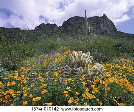 Picacho Peak State Park Arizona USA View Large Photo Image Stock Image - Picacho Peak State Park Arizona USA. Fotosearch