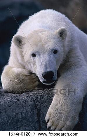 Stock Photo - Polar Bear Rio Grande Zoo Mew Mexico USA. Fotosearch