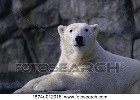Polar Bear Rio Grande Zoo New Mexico USA View Large Photo Image Stock Photograph - Polar Bear Rio Grande Zoo New Mexico USA. Fotosearch