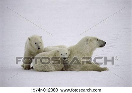Stock Image - Polar Bears. Fotosearch