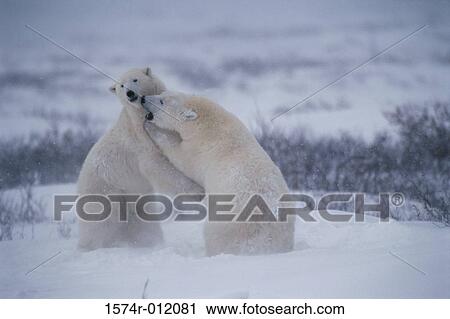 Stock Image - Polar Bears. Fotosearch
