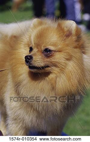 Pomeranian View Large Photo Image Picture - Pomeranian. Fotosearch