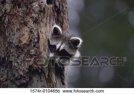 Stock Image - Raccoon. Fotosearch