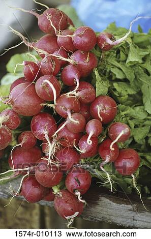 Stock Image - Radishes. Fotosearch