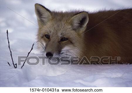 Red Fox View Large Photo Image Stock Image - Red Fox. Fotosearch