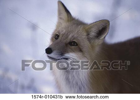 Red Fox View Large Photo Image Stock Image - Red Fox. Fotosearch