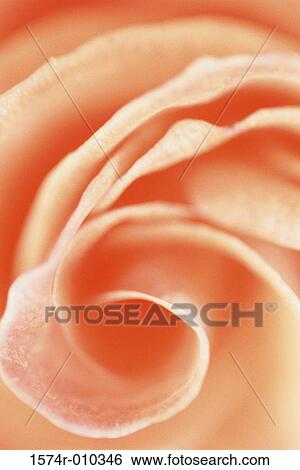 Rose View Large Photo Image Stock Photograph - Rose. Fotosearch